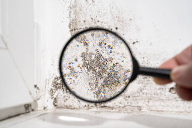 Why You Should Choose Our Mold Remediation Services in Hubbard, TX