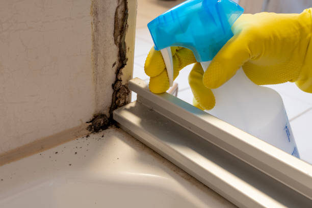 Best Forensic Mold Investigation  in Hubbard, TX